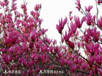 南召辛夷苗價格，辛夷苗行情，中國辛夷之鄉(xiāng)玉蘭之鄉(xiāng)