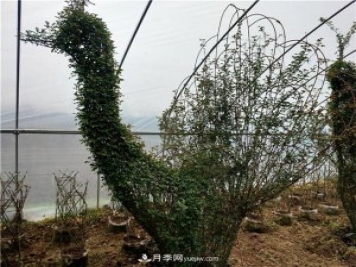 動物造型月季，十二生肖奇型造型月季