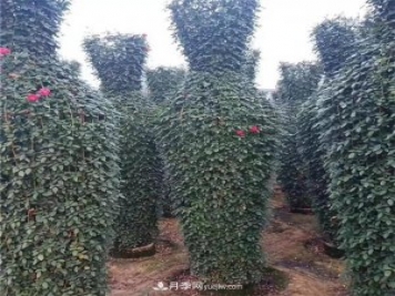 月季花瓶，南陽基地花瓶造型月季批發(fā)價格