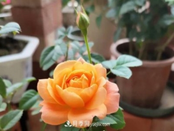 新手入坑月季，學(xué)好5個(gè)小妙招，果汁陽(yáng)臺(tái)月季輕松開(kāi)花滿盆