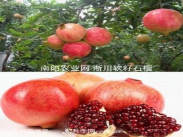 南陽(yáng)市淅川縣突尼斯軟籽石榴基地