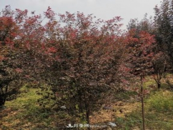 南陽紫葉李苗木基地，紫葉李都有哪些優(yōu)點(diǎn)和特點(diǎn)？