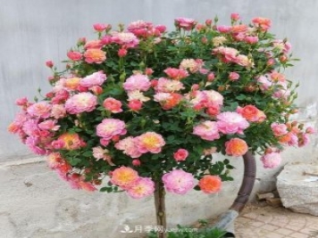 超微型月季嫁接樹月多少個(gè)芽點(diǎn)最好？