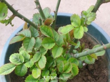 果汁陽(yáng)臺(tái)的根部爆了很多筍，筍全部留下，枝條全部剪下可以嗎？