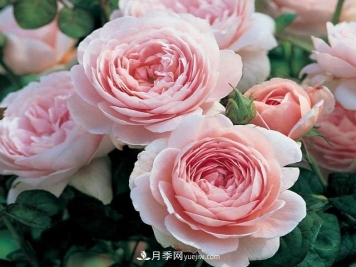 瑞典女王，這個月季王后用盆養(yǎng)殖注意5點，開花壯觀又霸氣
