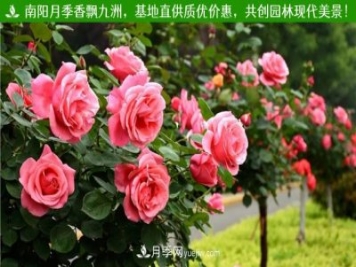 平頂山樹狀月季，平頂山樹狀月季批發(fā)，基地現(xiàn)挖線賣