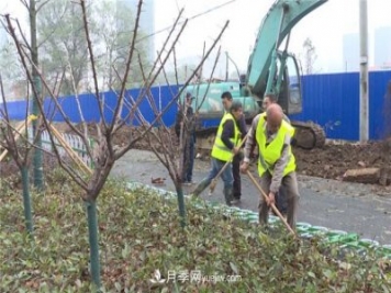 湖北應(yīng)城栽種花木1500余株 賞花來這里！