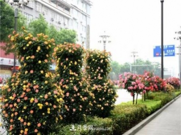 批發(fā)供應(yīng)月季花瓶、月季花球等藤本造型月季