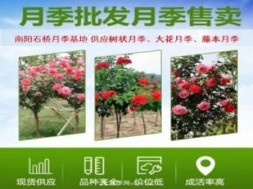 大花月季批發(fā)，樹狀月季批發(fā)，中國月季之鄉(xiāng)價(jià)格就是香！