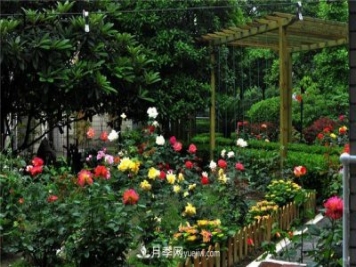 南通市花是什么？南通市花是月季