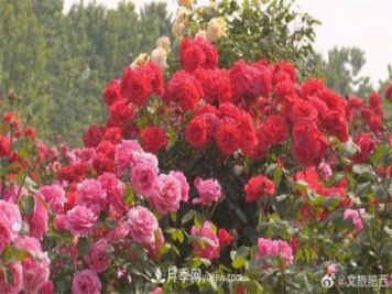 肥西縣三河鎮(zhèn)百畝樹狀月季園：花開正艷，產(chǎn)業(yè)增收