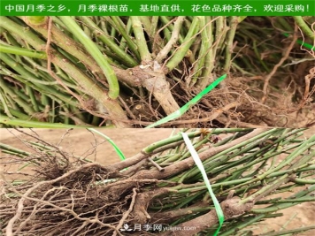 月季裸根苗什么時候栽種？教你把握最佳時機栽種