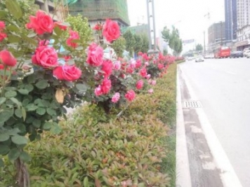 山西運城：月季花街，賞花要讓花入你眼中來