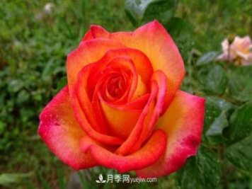 花魂月季的優(yōu)缺點(diǎn)是什么？