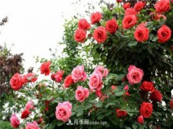 保定適合養(yǎng)月季，市花和市樹(shù)是什么