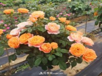 四川棒棒糖月季，重慶棒棒糖月季批發(fā)