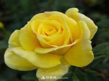大花月季播種育苗前需要準(zhǔn)備哪些內(nèi)容？