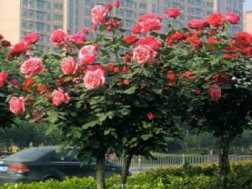 怎樣給樹狀月季葉面施肥？