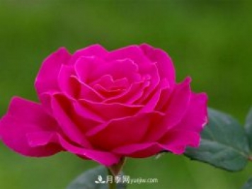 月季小苗到手后該怎么上盆呢？這個我們需要根據(jù)實際情況來進行。