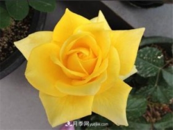 5種高顏值黃色系月季，漂亮又好養(yǎng)