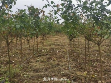 小高桿月季樹，小青桿月季批發(fā)