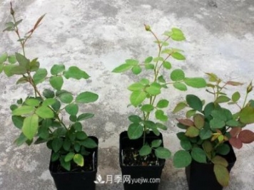盆栽月季小苗快速發(fā)芽長筍，生根才是唯一重要的
