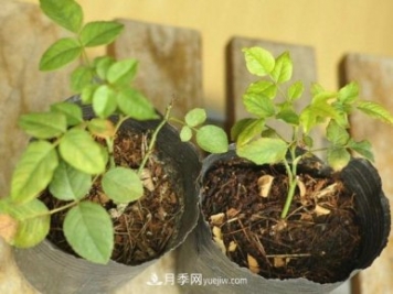 月季牙簽苗如何養(yǎng)壯？七招教你種出健康月季花