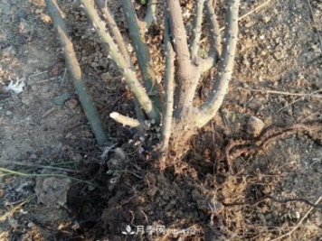 月季裸根大苗，品種多，適合工程和花友種植