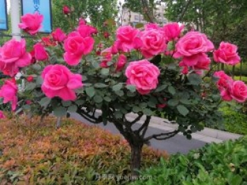 河南樹狀月季種植對(duì)環(huán)境有什么要求？