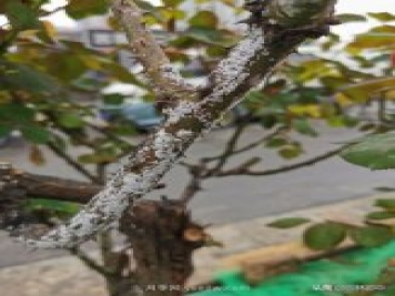 樹狀月季枝干上有許多小白點(diǎn)，可能是桑盾蚧在危害