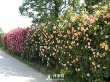 用藤本月季制造月季圍墻既好看又經(jīng)濟(jì)