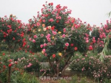 國內(nèi)月季八成市場來自河南南陽，年產(chǎn)值25億