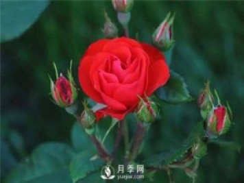 北京紅月季，國月豐花月季推薦