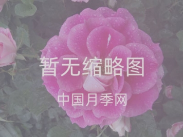 那些有別墅的大佬們都喜歡買些藤本月季來裝飾庭院
