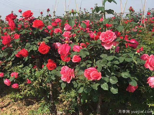 十二種魅力花卉，養(yǎng)花都該懂(圖1)