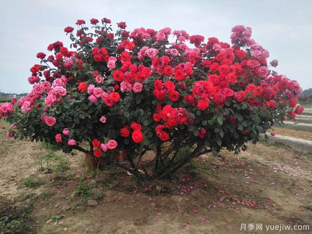 小樹要造形，大樹要因樹修剪隨樹造形(圖1)