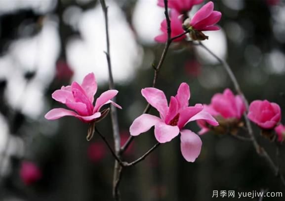 紅花玉蘭的種植、生長習(xí)性及栽培管理技術(shù)(圖1)