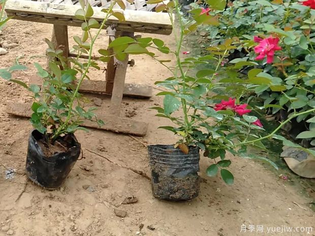 南陽供應地被巴西諾月季(圖3)