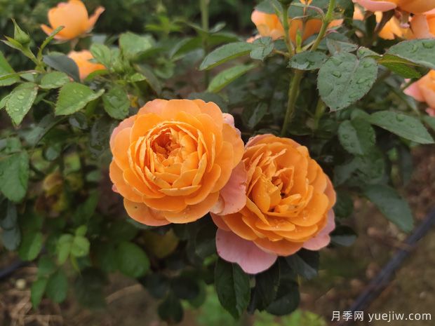 秋天必養(yǎng)的月季品種，漂亮的月季花品種太多了(圖2)