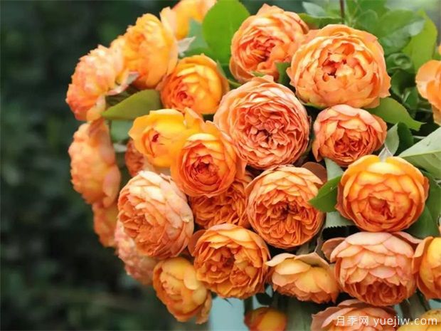 秋天必養(yǎng)的月季品種，漂亮的月季花品種太多了(圖5)