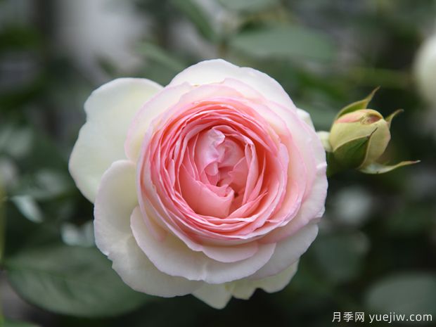秋天必養(yǎng)的月季品種，漂亮的月季花品種太多了(圖1)