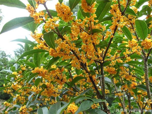 桂花盆景的養(yǎng)護要注意5個點，讓花香常伴左右(圖1)