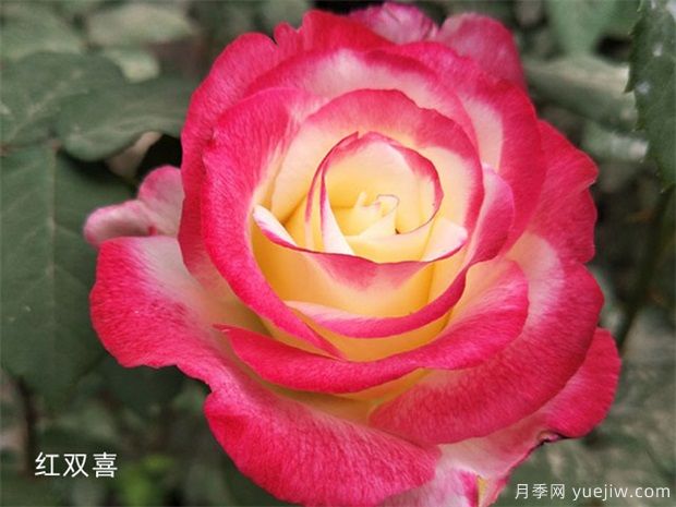 推薦10個(gè)灌木月季，適合陽臺庭院新手種植(圖3)