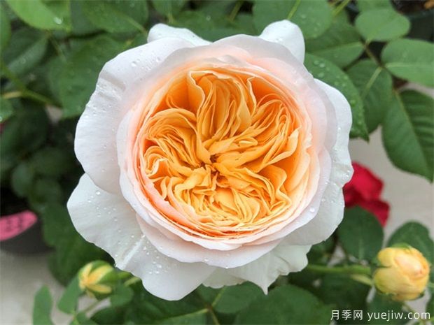 推薦10個(gè)灌木月季，適合陽臺庭院新手種植(圖4)