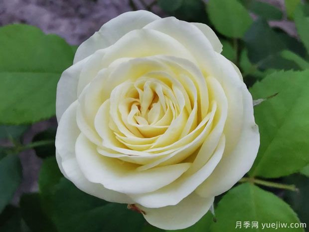 奶綠色的奶油龍沙，像一顆顆奶油蛋糕(圖1)