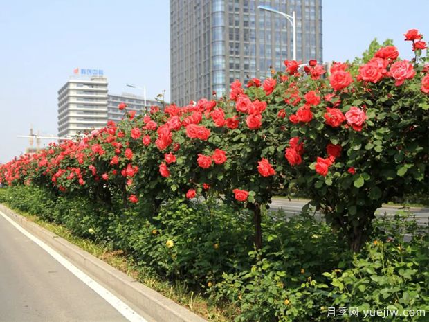 養(yǎng)花屆的新寵兒樹狀月季，月季樹好不好養(yǎng)呢？(圖1)