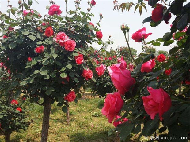 養(yǎng)花屆的新寵兒樹狀月季，月季樹好不好養(yǎng)呢？(圖2)