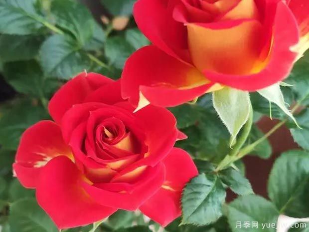 盆栽月季新寵-雙魚座陽臺，美若玫瑰四季都開花(圖1)