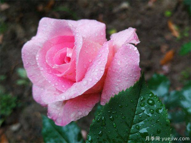 盆景不懂澆水？嚴(yán)重脫水的盆景應(yīng)該如何急救？(圖1)