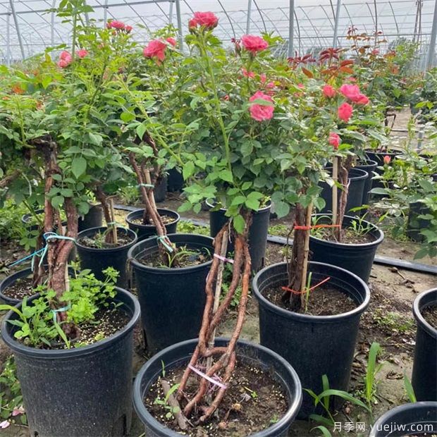 盆景花木常用樹種及習(xí)性介紹(圖1)